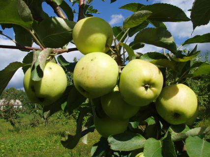 Яблоня сорт Дачная