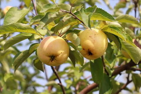 Яблоня сорт Дачная