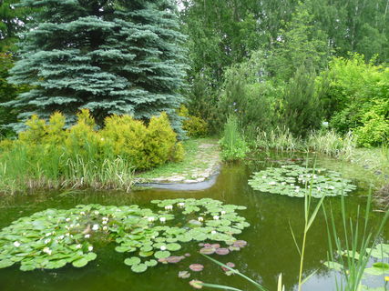 садовый пруд, ботсад Соликамск