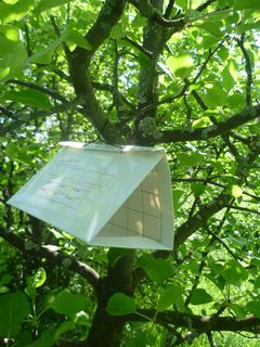 ловушка для насекомых-вредителей с феррамонами, размещённая в плодовом саду